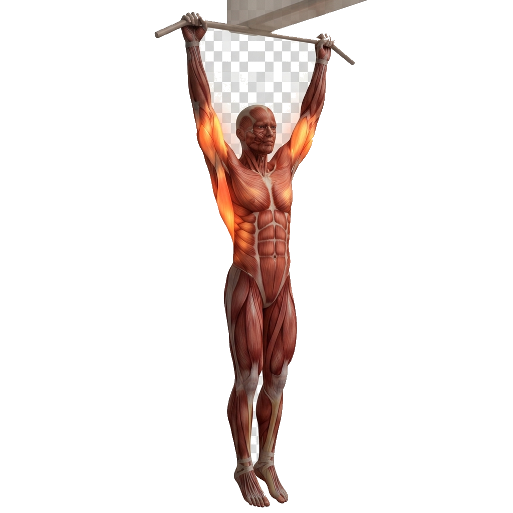 Archer pull-up anatomy diagram.