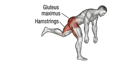 Single-leg RDL (BW, slow tempo) anatomy diagram highlighting gluteus maximus and hamstrings during hip hinge on standing leg.